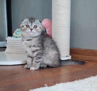 Шотандська дівчинка