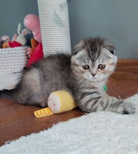 Шотандська дівчинка