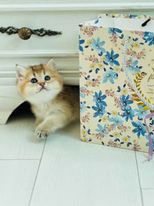 Британська золота шиншилла