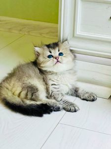 Британская золотая шиншилла