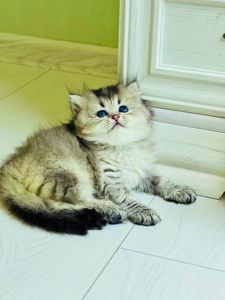 Британская золотая шиншилла
