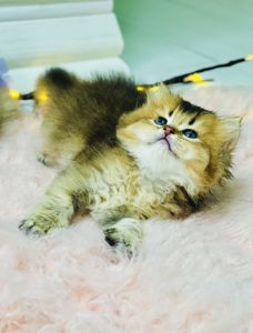 Британская золотая шиншилла