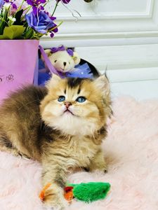 Британская золотая шиншилла
