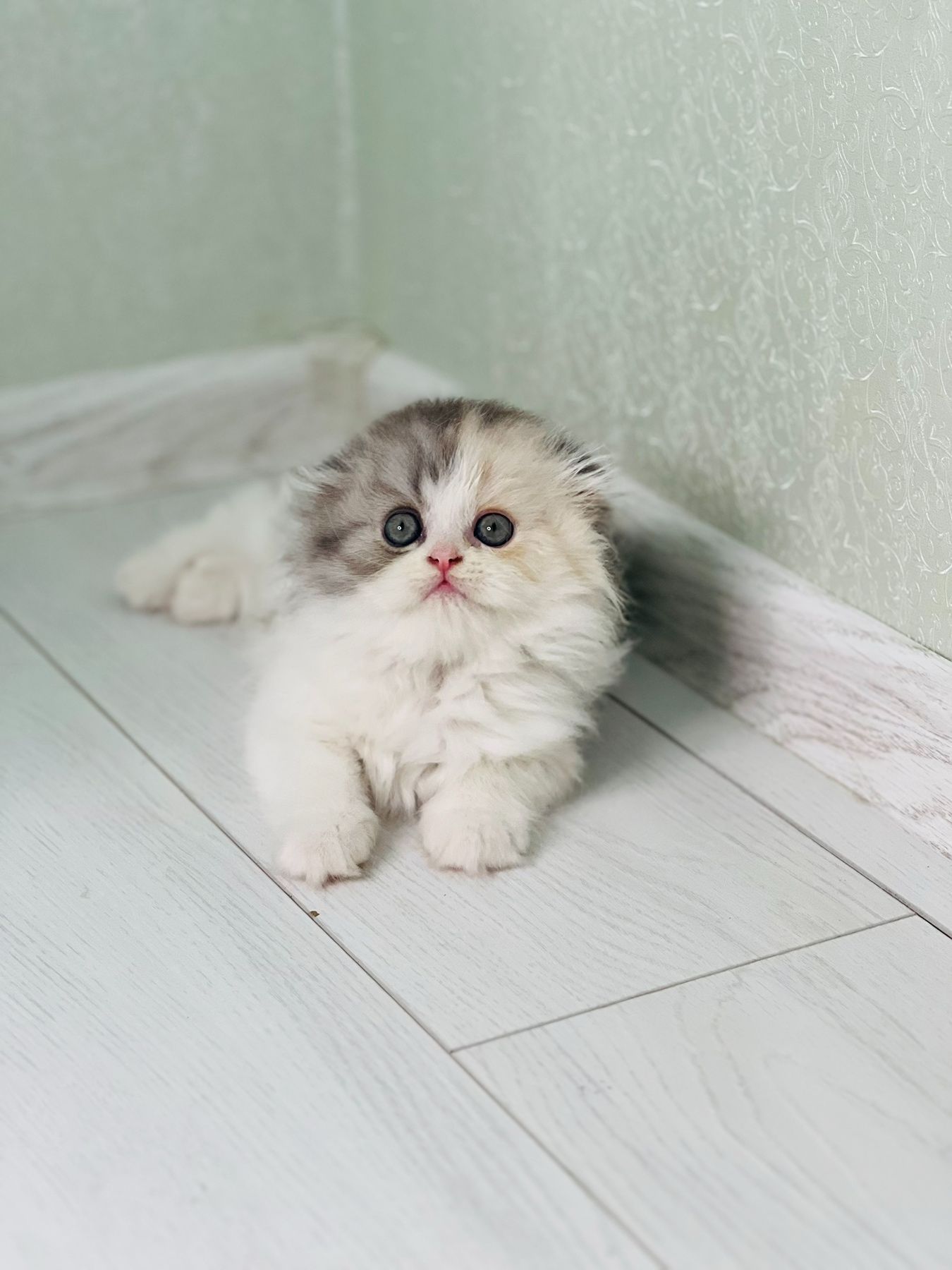 Шотландська красуня