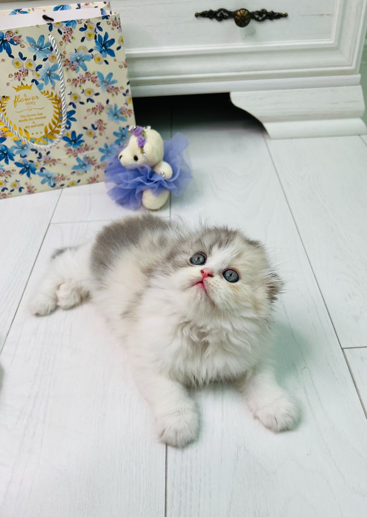 Шотландська красуня