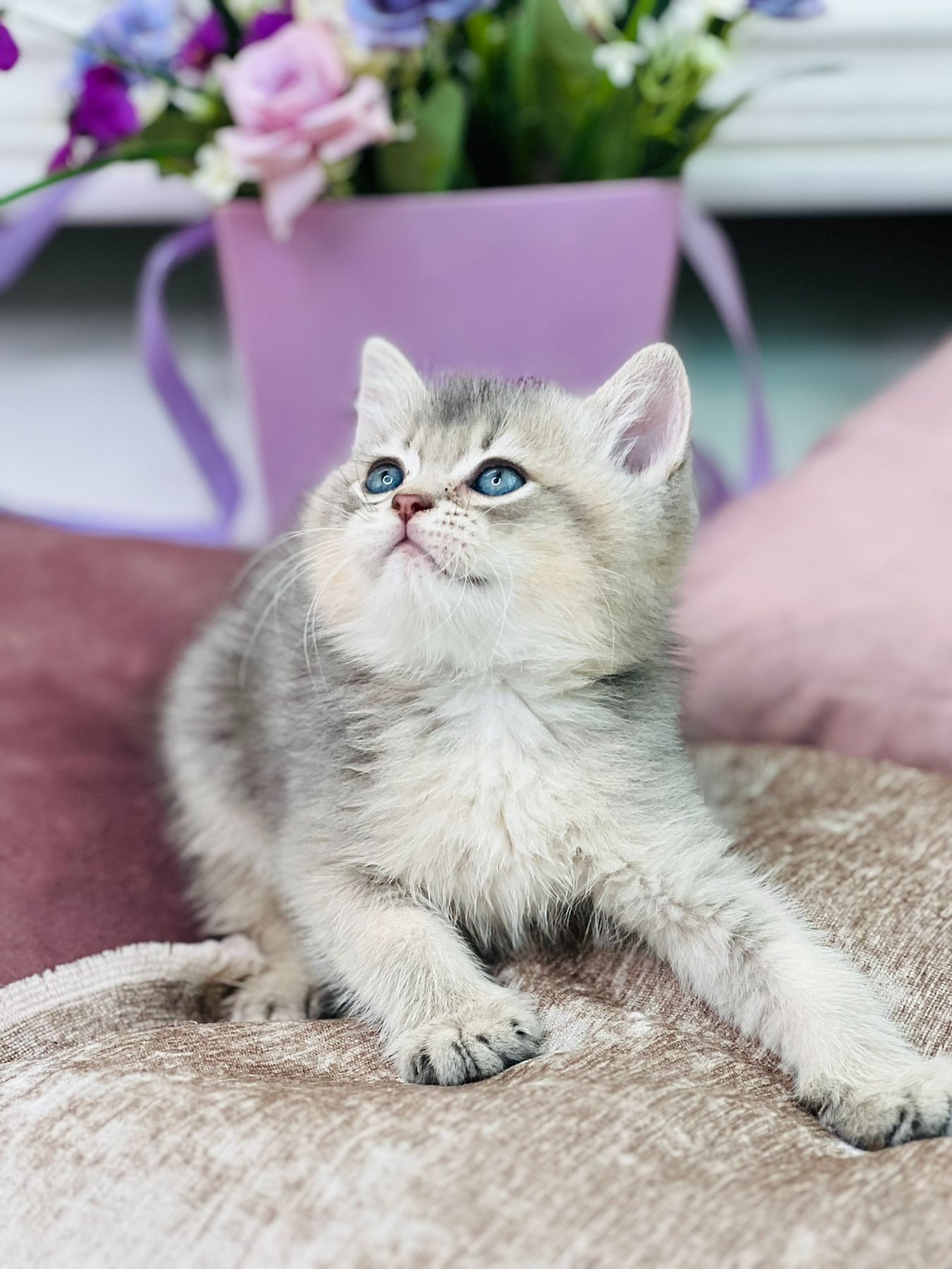 Золота шиншилла, голубе золото
