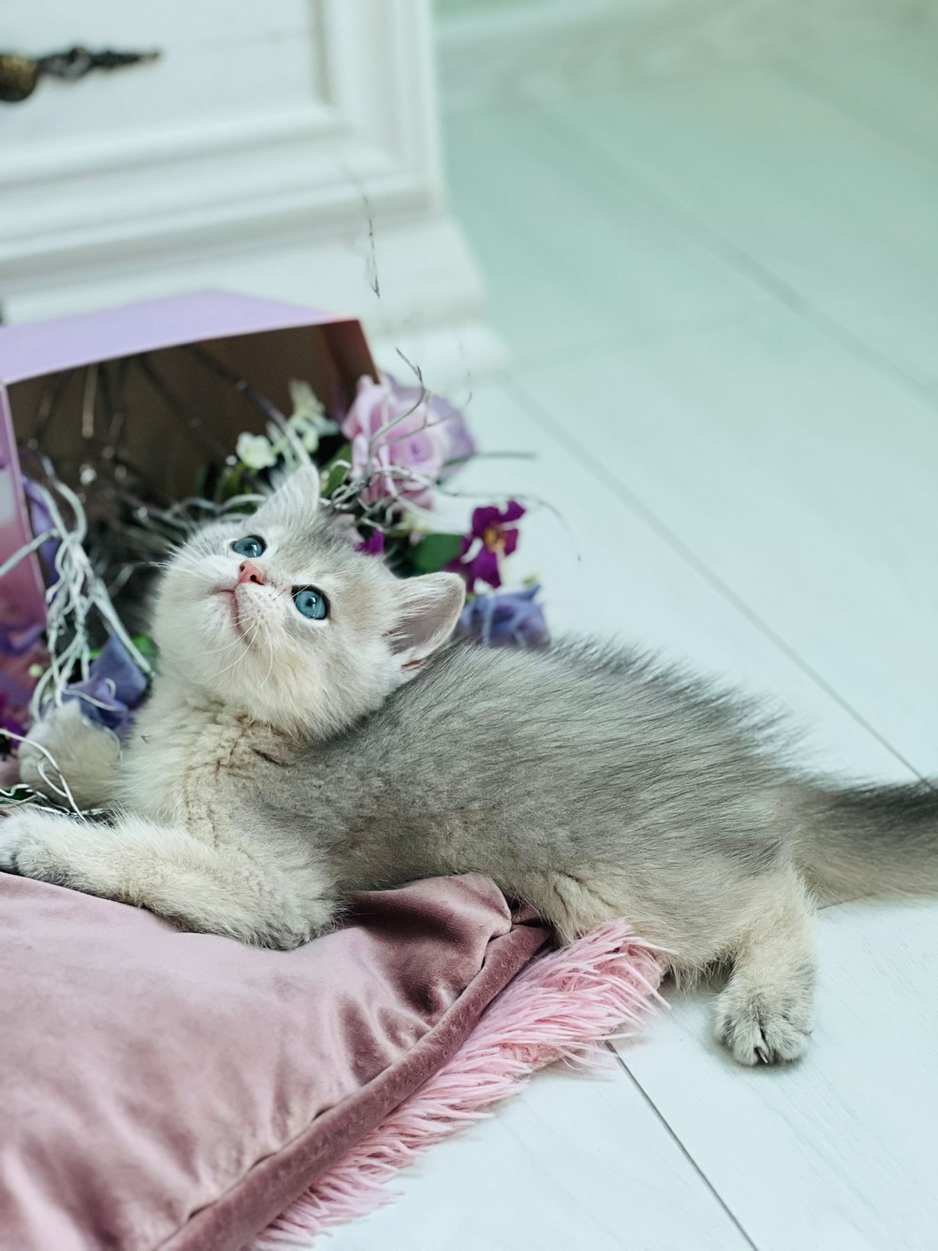 Золота шиншилла, голубе золото
