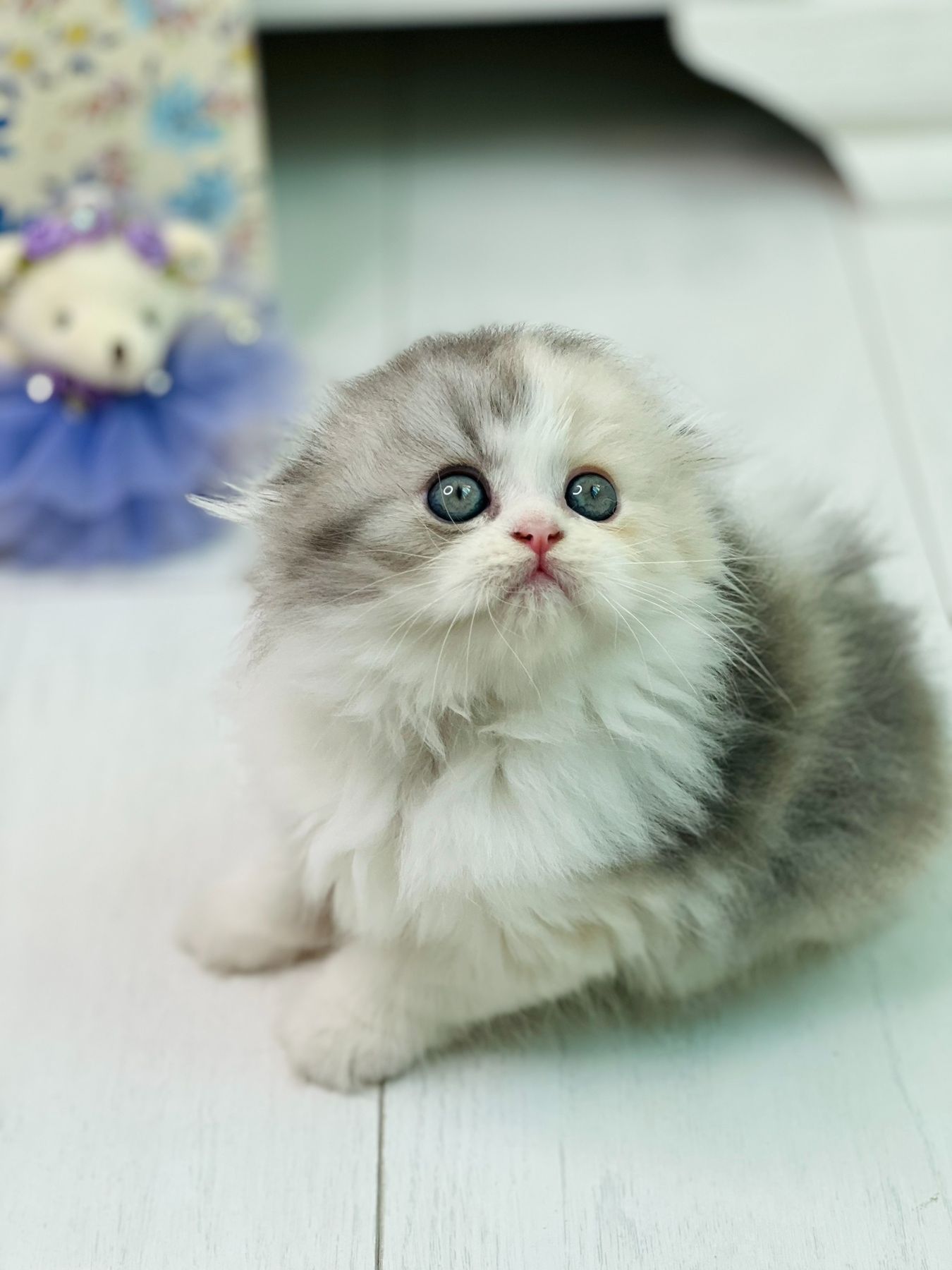 Шотландська красуня