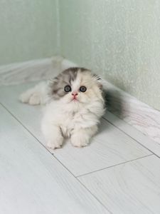 Шотландська красуня