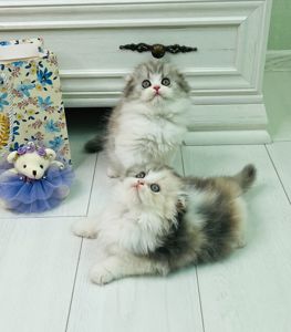 Шотландські красуні