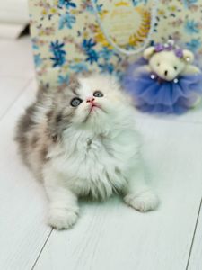 Шотландська красуня