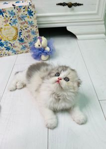 Шотландська красуня