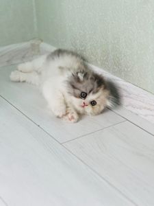 Шотландська красуня