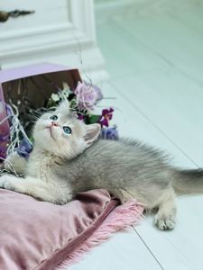 Золота шиншилла, голубе золото