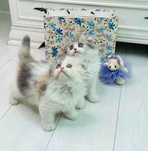 Шотландські красуні