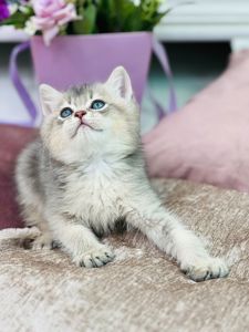 Золота шиншилла, голубе золото