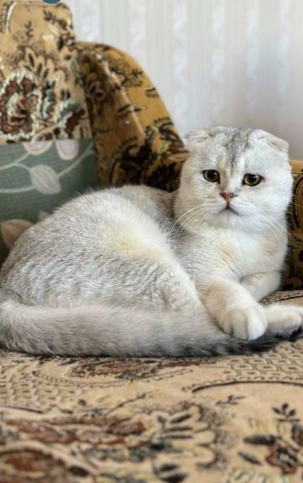 Котята шиншиллы