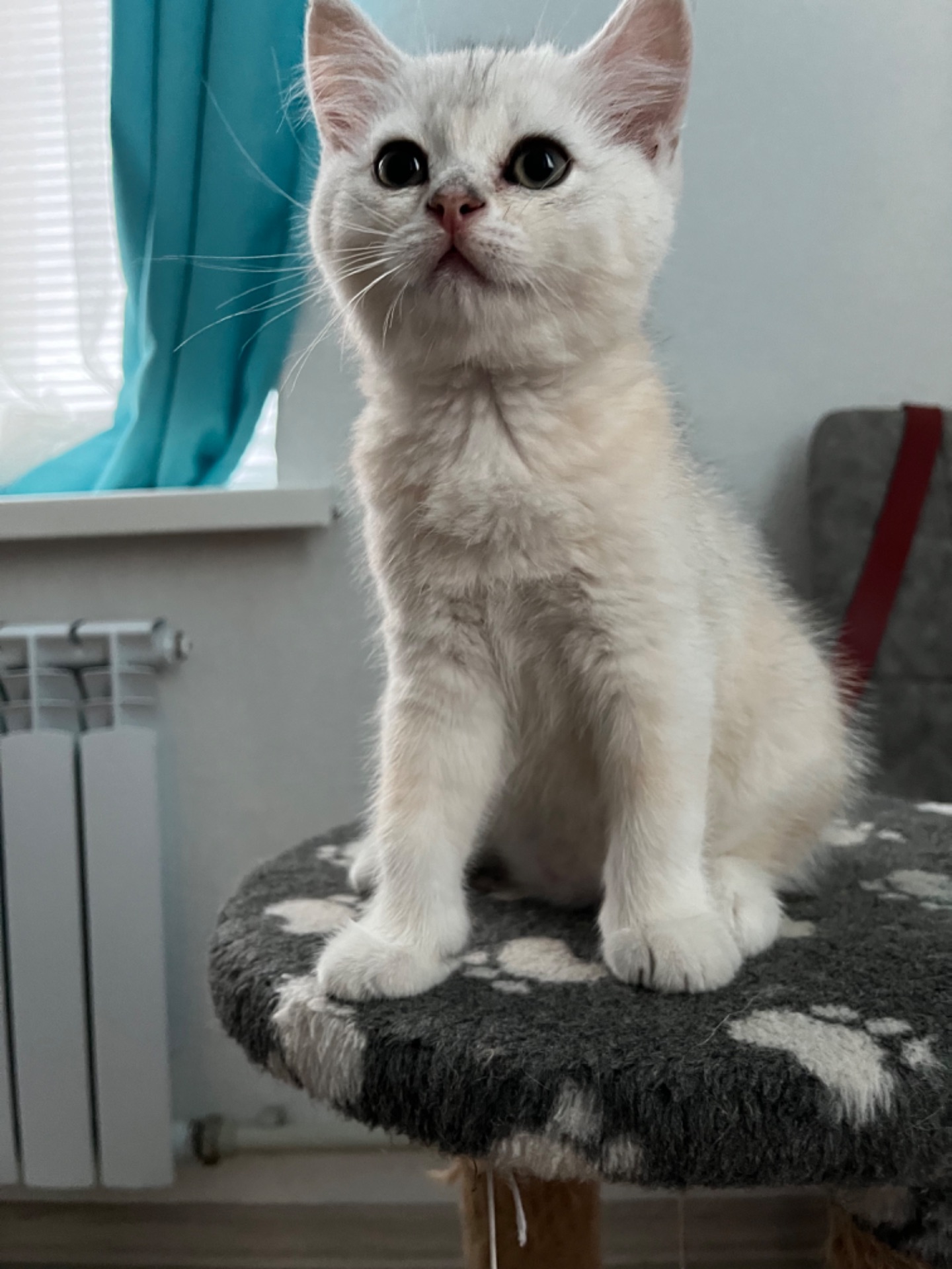 Котята шиншиллы