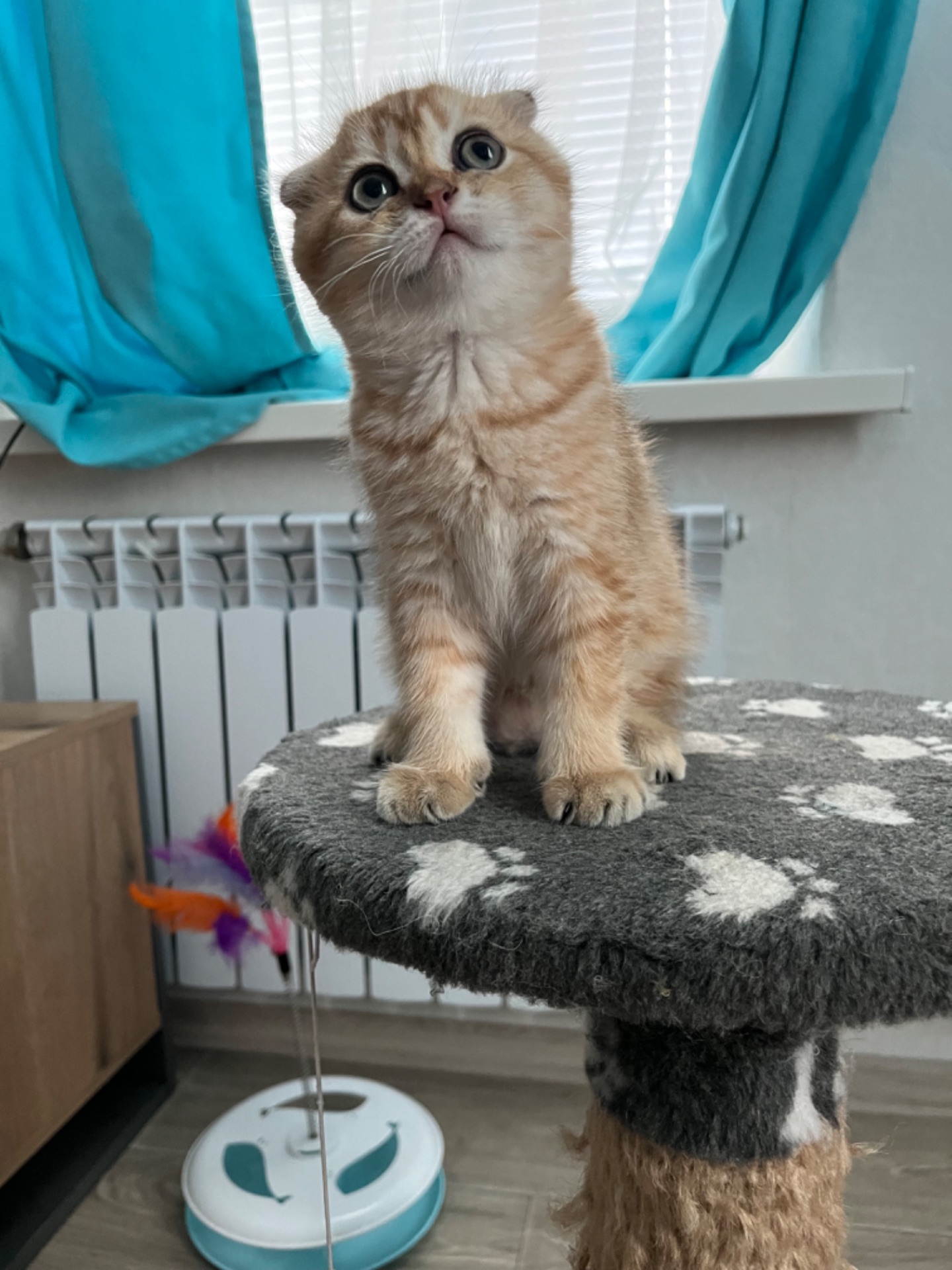 Котята шиншиллы