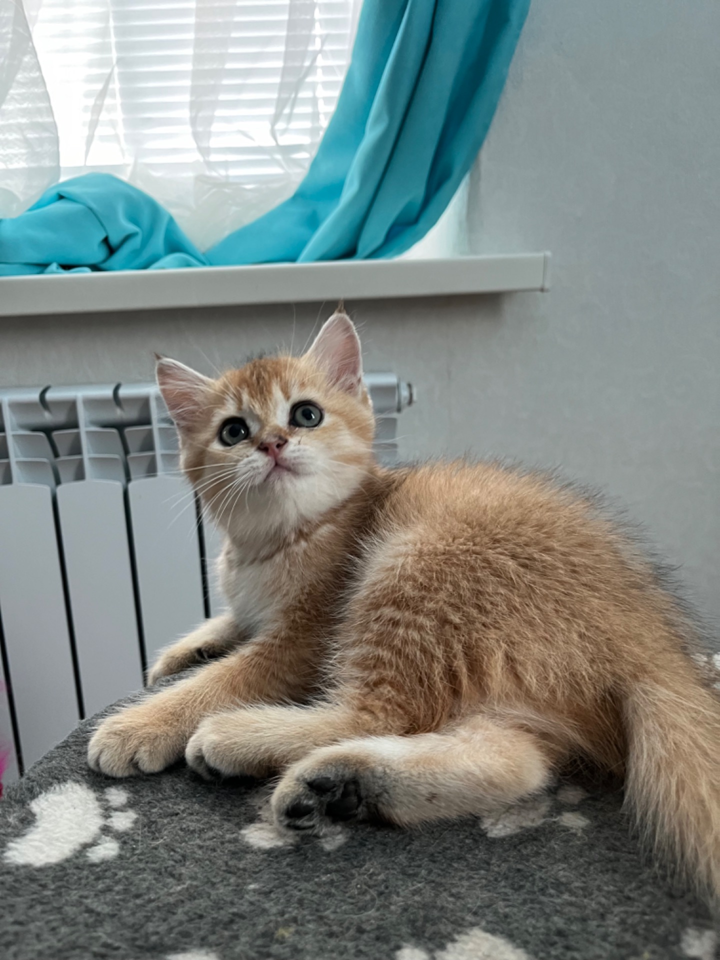 Котята шиншиллы
