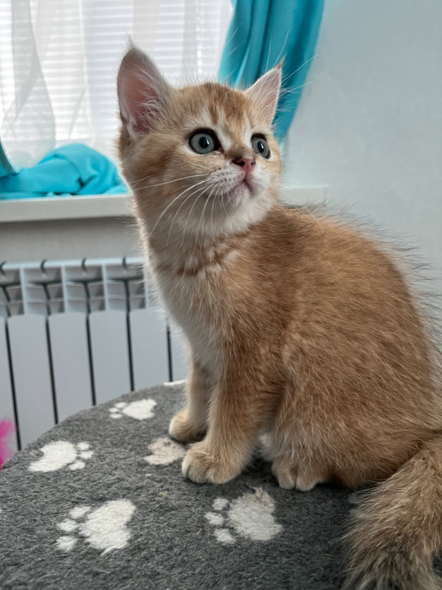 Котята шиншиллы
