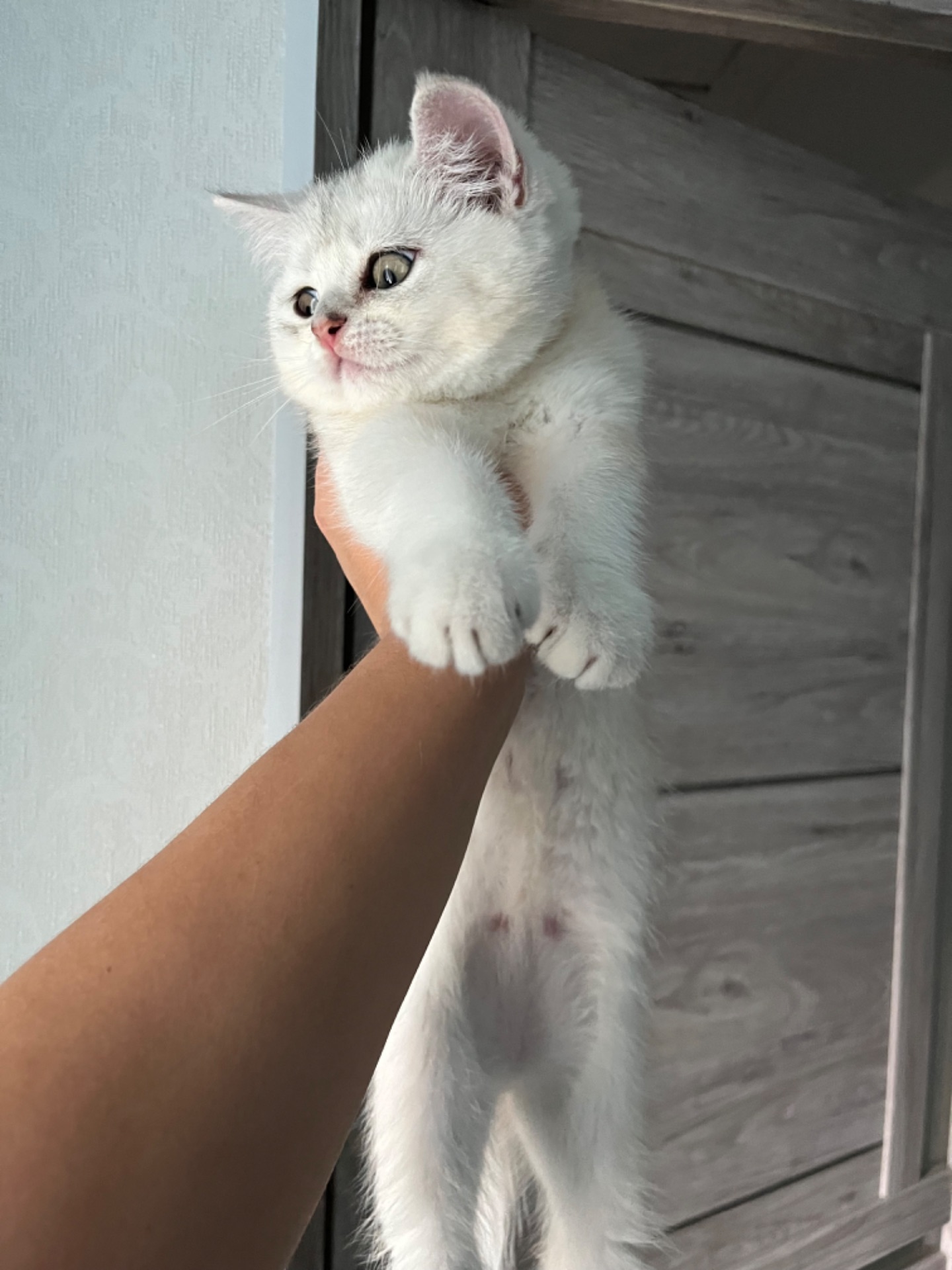 Котята шиншиллы