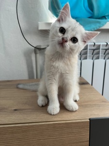 Котята шиншиллы