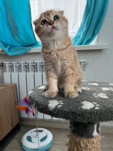 Котята шиншиллы