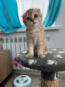 Котята шиншиллы