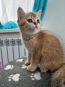 Котята шиншиллы