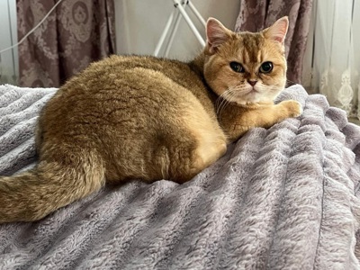 Котята шиншиллы