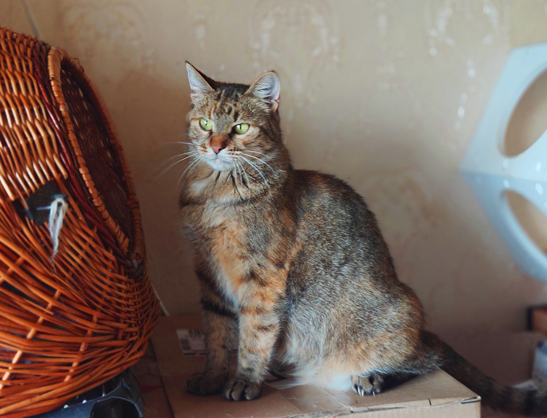 Боніта
