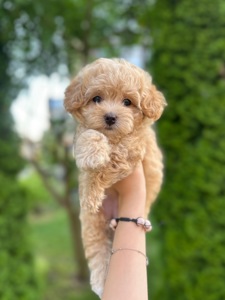 Мальтипу f1 baby face мальчик