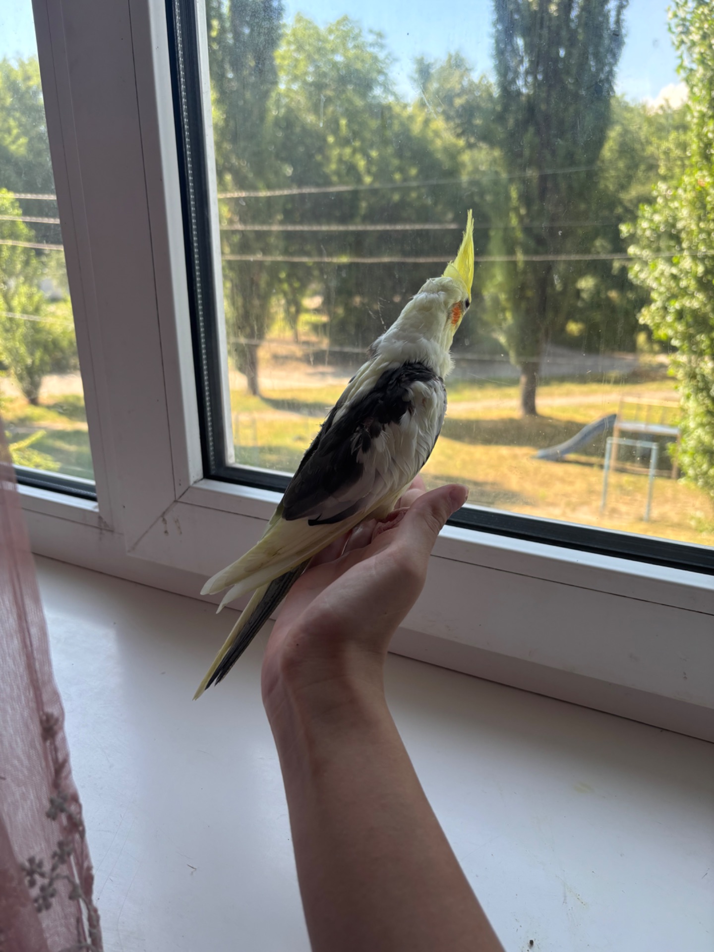 Птенцы корелла