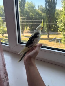 Птенцы корелла