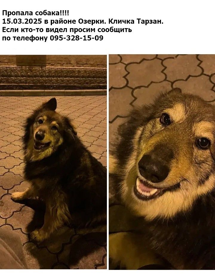 Пропала собака