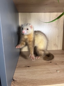 Тхір