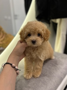 Мальчик мини мальтипу f1 baby face в Киеве