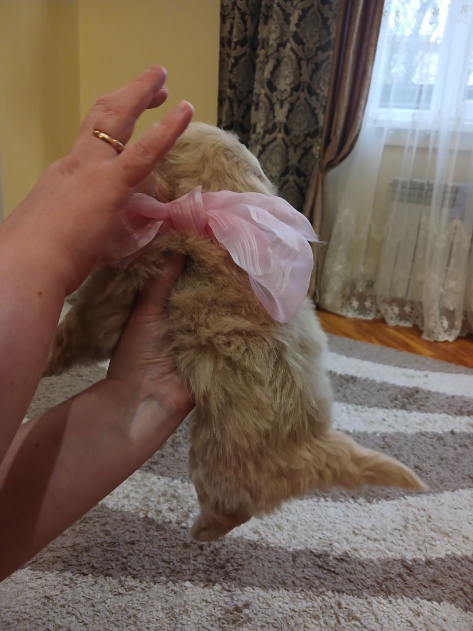 Цуценята кокапу, кавапу, мальтіпу
