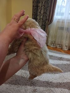 Цуценята кокапу, кавапу, мальтіпу