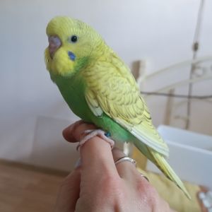 Хвилясті папуги