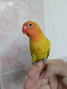 Ручнейший неразлучник