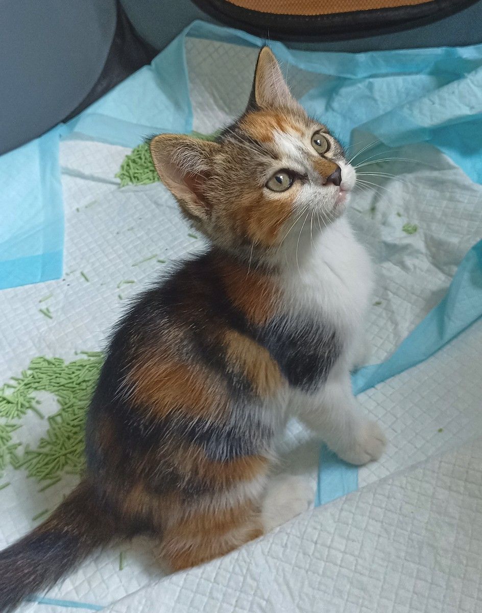 Котята-Ассорти ищут Новый Дом!