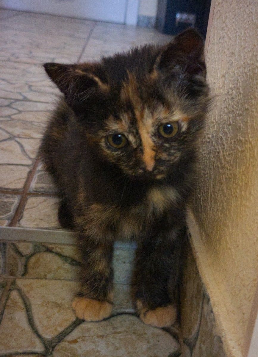 Котята-Ассорти ищут Новый Дом!
