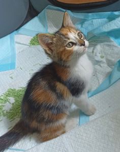 Котята-Ассорти ищут Новый Дом!