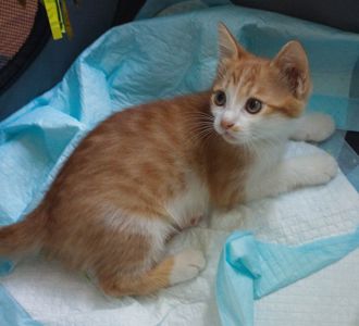 Котята-Ассорти ищут Новый Дом!