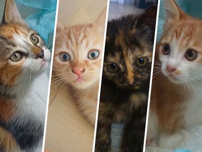 Котята-Ассорти ищут Новый Дом!