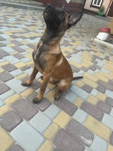 Цуценя Бельгійської вівчарки