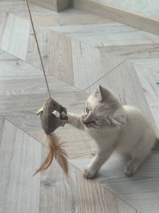 Кошеня дівчинка