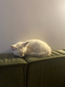 Кошеня дівчинка
